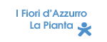 I fiori d'Azzurro - La pianta